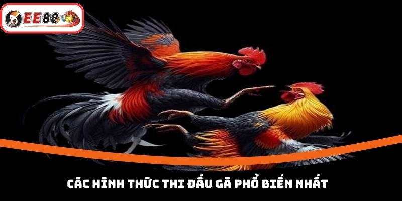 Các hình thức thi đấu gà phổ biến nhất
