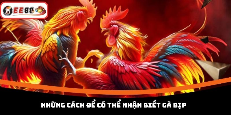 Những cách để có thể nhận biết gà bịp